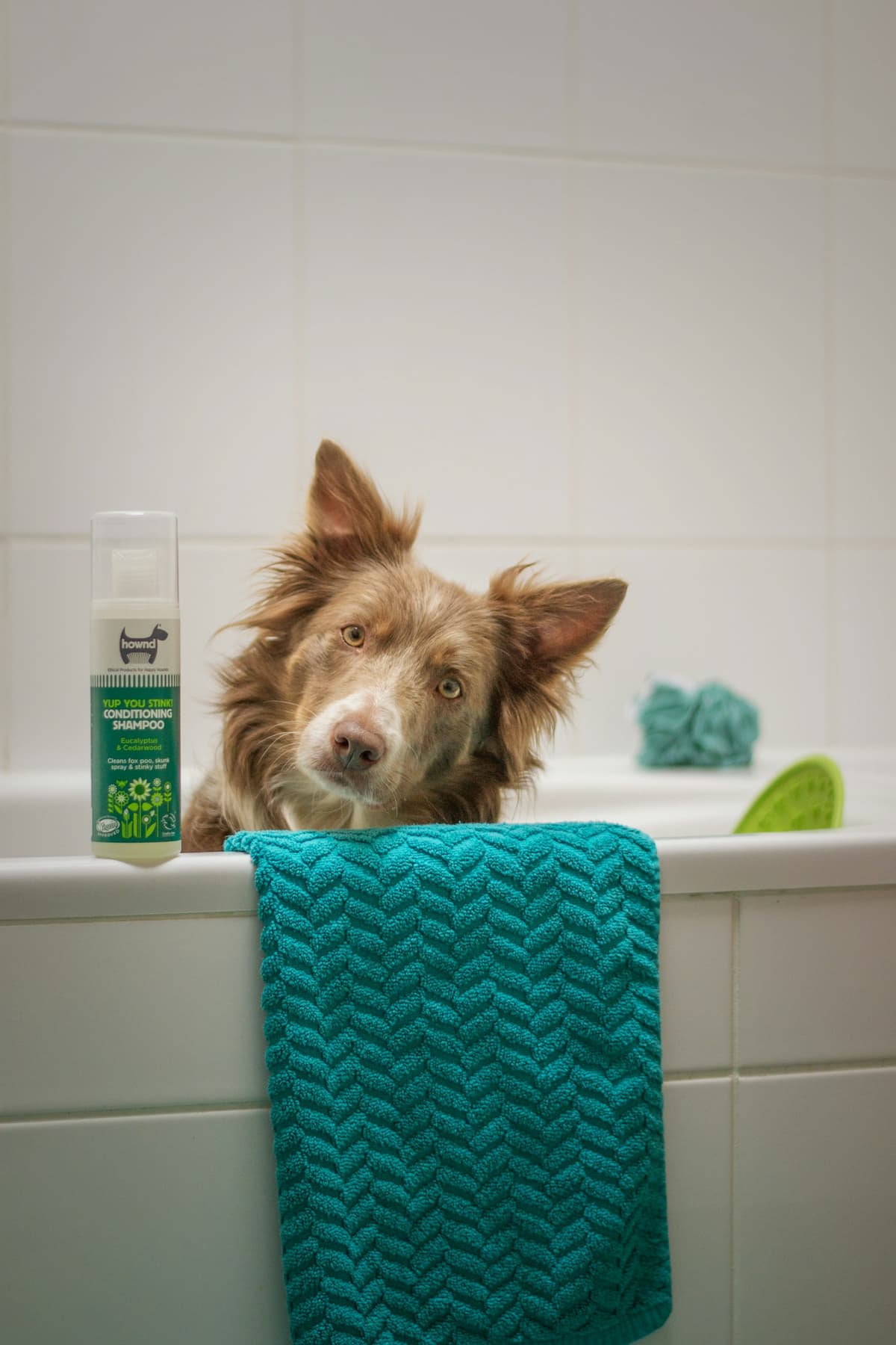 Banho com shampoo hipoalergênico, mesmo pra pele sensível