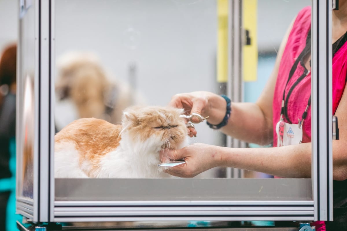 Também cuidamos dos gatos da casa
